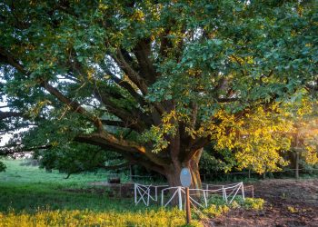 Rejtett látnivalók a Tisza tó körül