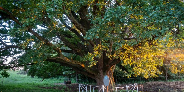 Rejtett látnivalók a Tisza tó körül