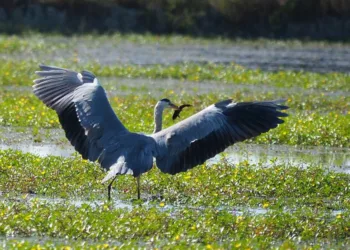 A Tisza-tó állatvilága – Egyedülálló ökoszisztéma a Hortobágyi Nemzeti Park szívében